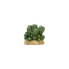 Cactus 2 Résine 12x10,5x11cm - Giganterra