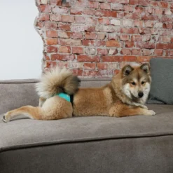 Culotte De Chaleurs 2pièces XXL 60-70cm - Duvo+ -Promos Naturalis Pets Boutique culotte de chaleurs 2pieces xxl 60 70cm duvo 388 449349 duvo specifications culottes en coton elegantes pour chiens facile a reg 4