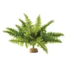 Exo Fougère De Boston M - Exo Terra 2 Exo Fougère De Boston M - Exo Terra -Promos Naturalis Pets Boutique exo fougere de boston m exo terra 33 pt2995 exo terra exo fougere de boston m exo terra