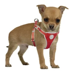 Flashlight Harnais Avec Laisse S-120x35-45cm/15mm - Duvo+