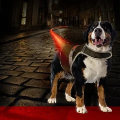 Gilet De Sécurité Fluo Flash USB Noir XLarge - Duvo+ -Promos Naturalis Pets Boutique gilet de securite fluo flash usb noir xlarge duvo 11302 duvo specifications reflechissant et lumineux facile a mettre grace au v 1