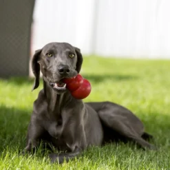 Kong Classic Rouge M - Kong -Promos Naturalis Pets Boutique kong classic rouge m kong 74012002 kong specifications disponible en six tailles xs s m l xl et xxl un jouet stimulant intellect 2