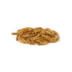 Mealworm, Vers De Farine Déshydratés, Seau De 5L - Ornibird -Promos Naturalis Pets Boutique mealworm vers de farine deshydrates seau de 5l ornibird 10630 5l private label ornibird alimentation riche en proteines pour ois 1