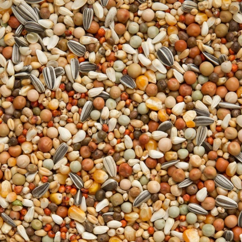 Mélanges Olympia 49 - Olympia Elevage & Pigeonneaux Avec Petit Maïs 25kg - Beyers 4 Mélanges Olympia 49 - Olympia Elevage & Pigeonneaux Avec Petit Maïs 25kg - Beyers – Image 2