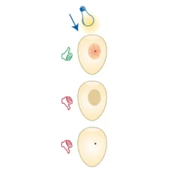 Mire Oeufs - Fauna 9 Mire Oeufs - Fauna -Promos Naturalis Pets Boutique mire oeufs fauna 14340 fauna birdproducts ce stylo permet de controler la fecondite des oeufs il est livre avec 2 piles 3