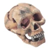 Skull L-15cm - Aqua Della -Promos Naturalis Pets Boutique skull l 15cm aqua della 236 104309 aqua della specifications fabrique en resine de polyester de qualite non toxique et ph neutre