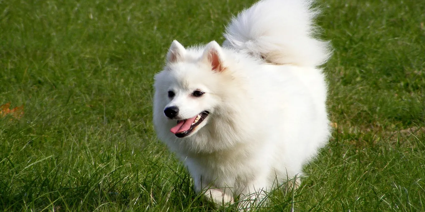 Promos Naturalis Pets Boutique -Promos Naturalis Pets Boutique DOG4